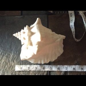 COPY - Giant Seashell Paperweight